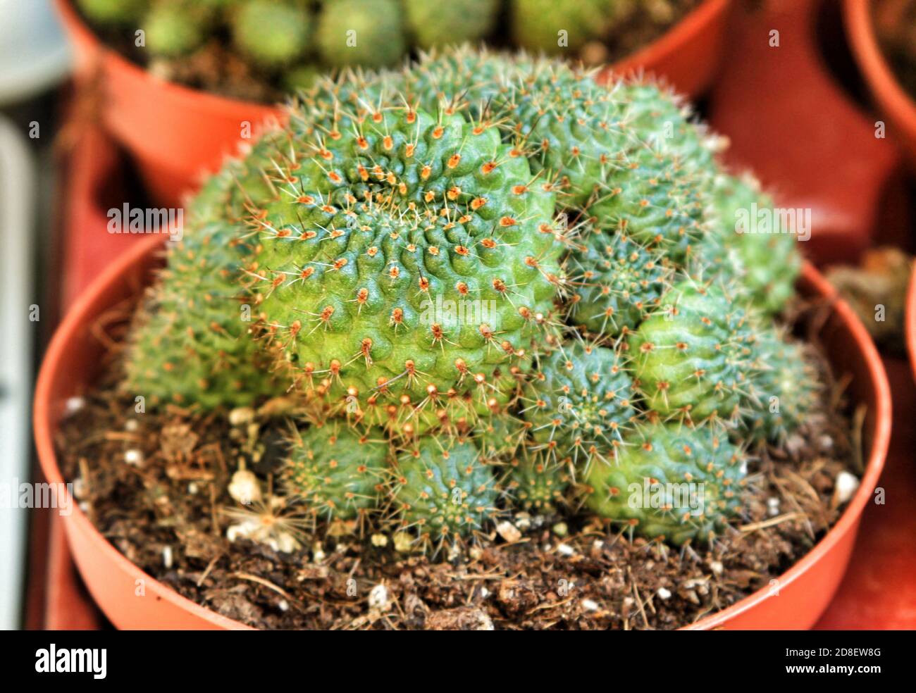 Beautiful Rebutia Muscula cactus plant in a garden in Spain Stock Photo