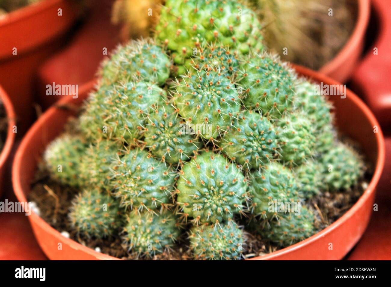 Beautiful Rebutia Muscula cactus plant in a garden in Spain Stock Photo