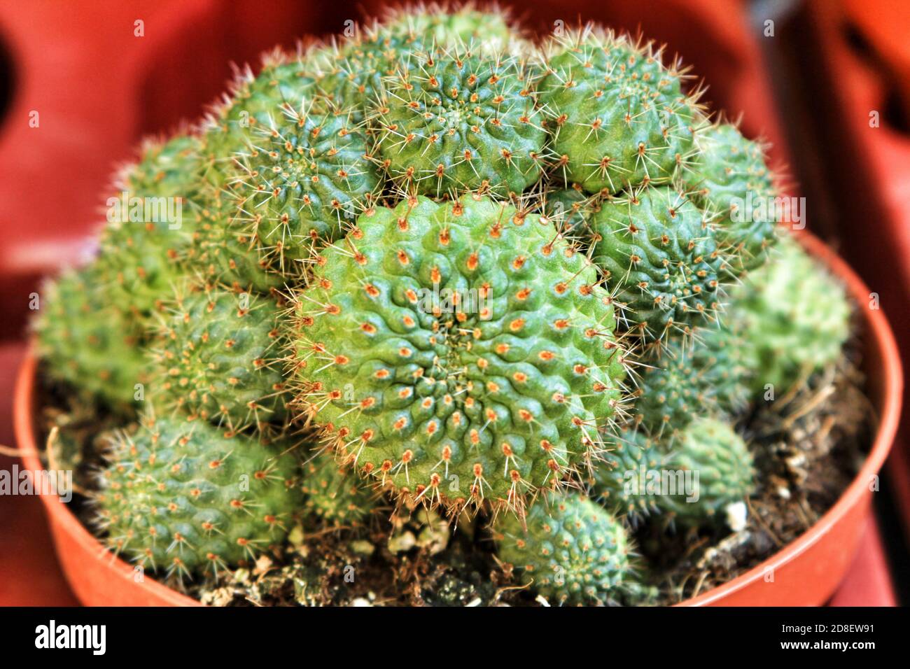 Beautiful Rebutia Muscula cactus plant in a garden in Spain Stock Photo