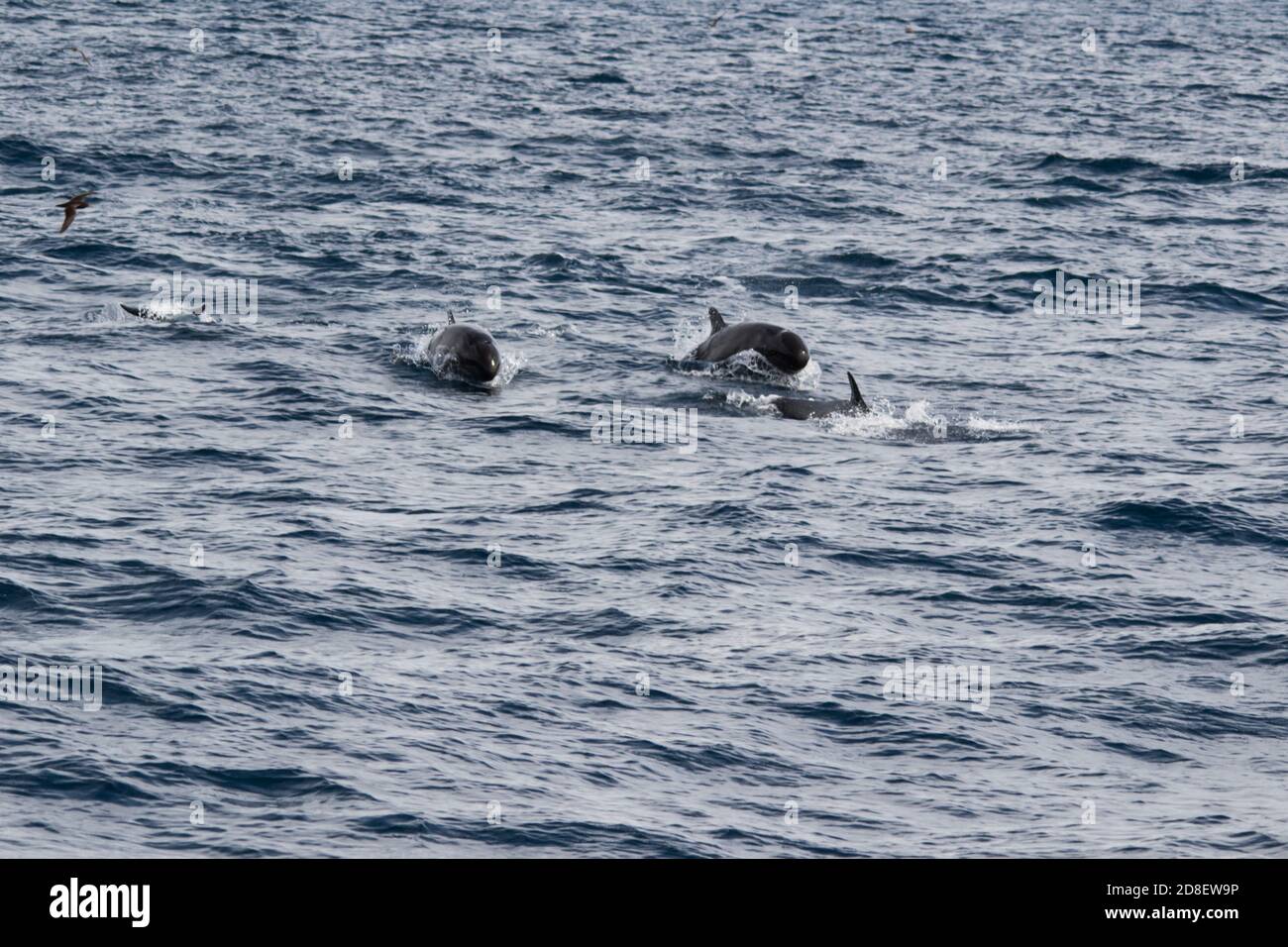 The False Killer Whale (Pseudorca crassidens) is a species of oceanic dolphin.  These specimens were photographed off New Zealand. Stock Photo