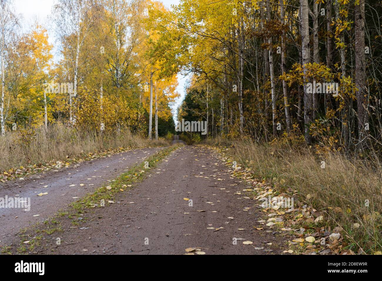 Dirt road with glowing aspen trees from worm eyes view Stock Photo