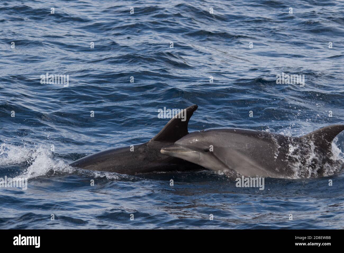 Two Bottlenose Dolphins (Tursiops truncatus) seen off the coast of New Zealand. Stock Photo