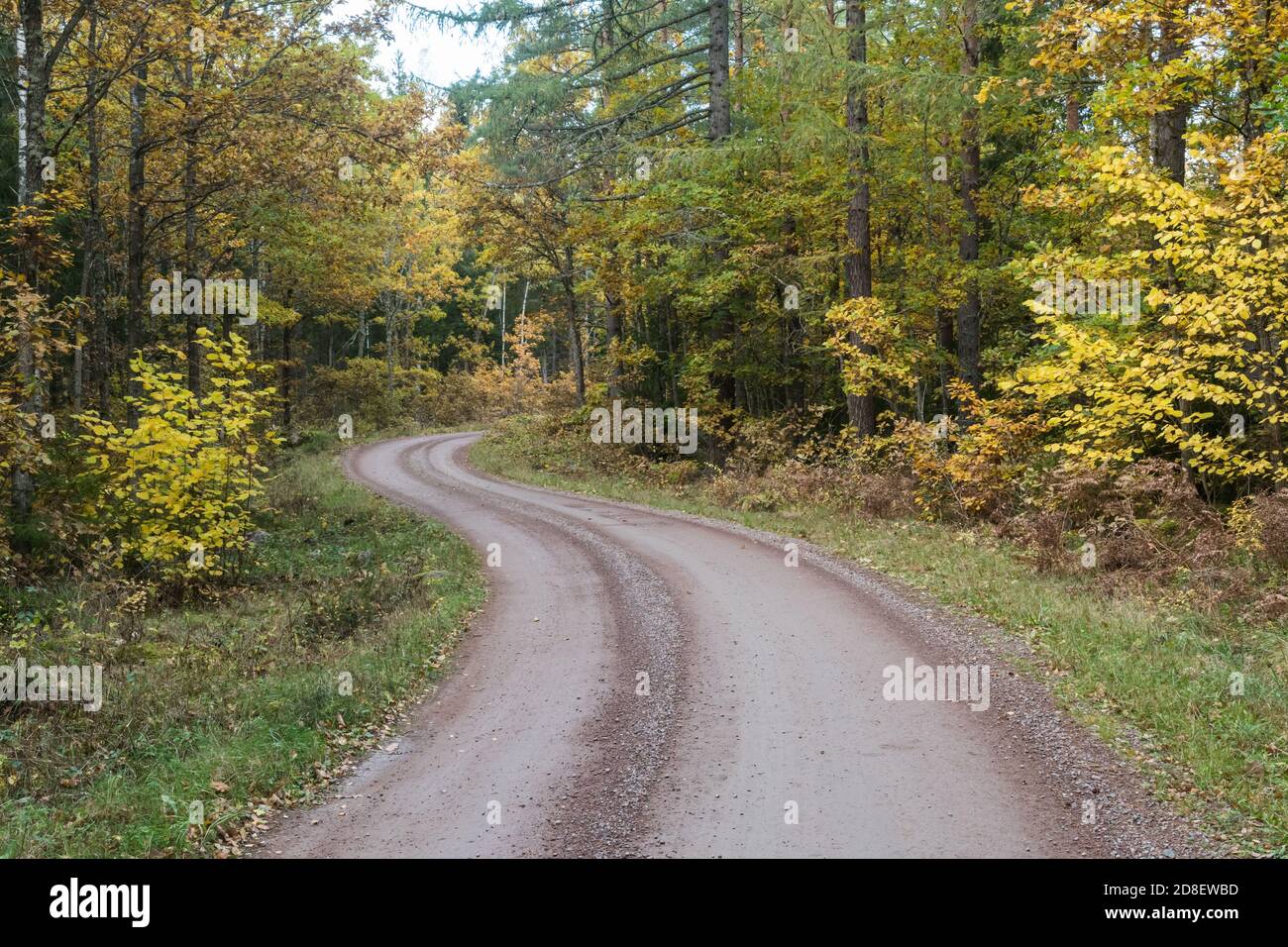 Curved gravel road in a fall colored forest in Smaland, Sweden Stock Photo