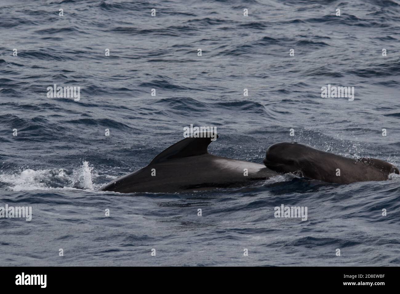 The Long-finned Pilot Whale (Globicephala melas) is a large species of oceanic dolphin. This image is of an adult and a juvenile. Stock Photo