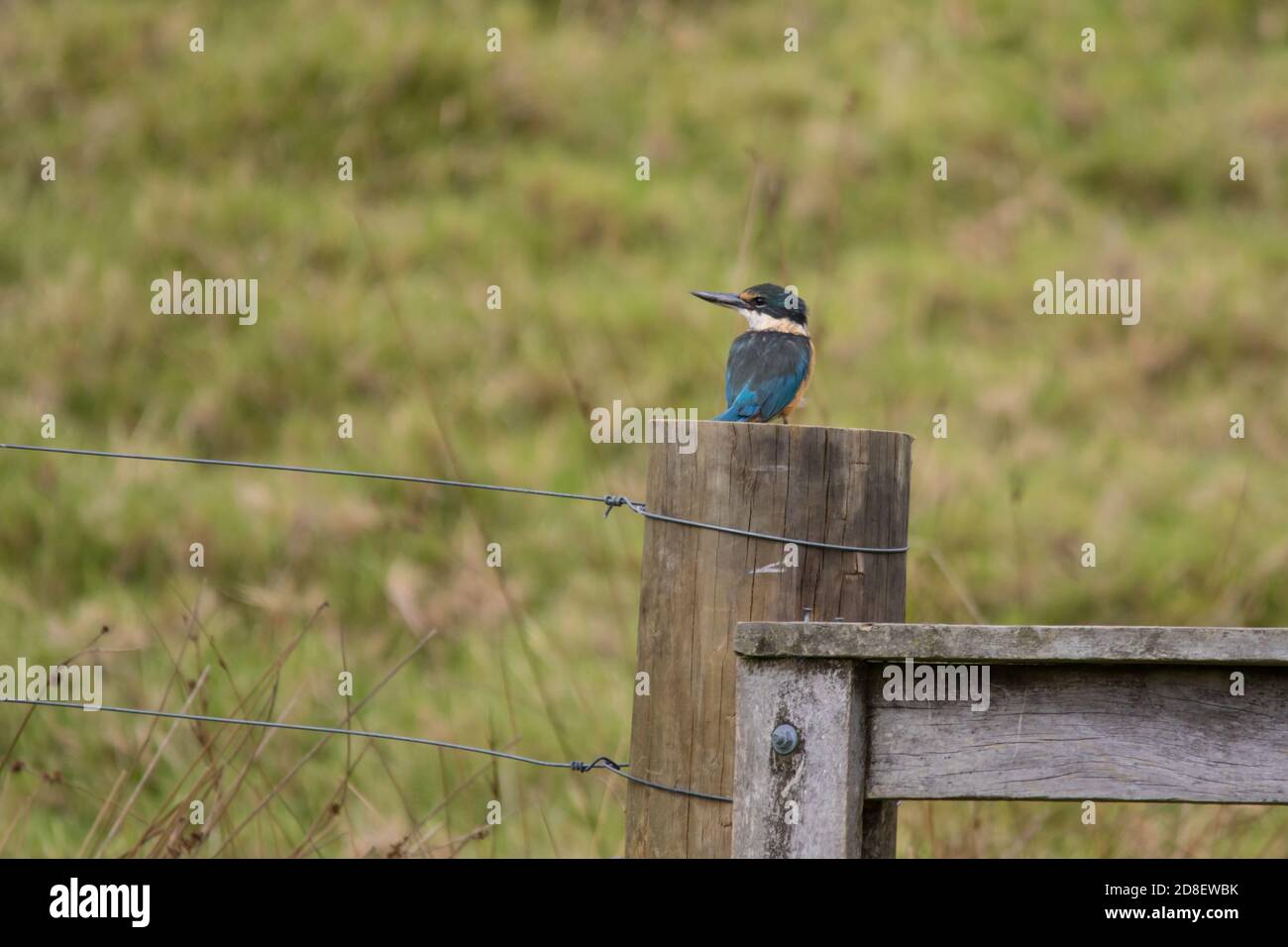 New Zealand Kingfisher (Todiramphus sanctus) also known as Sacred Kingfisher and kotare perch on a post. Stock Photo