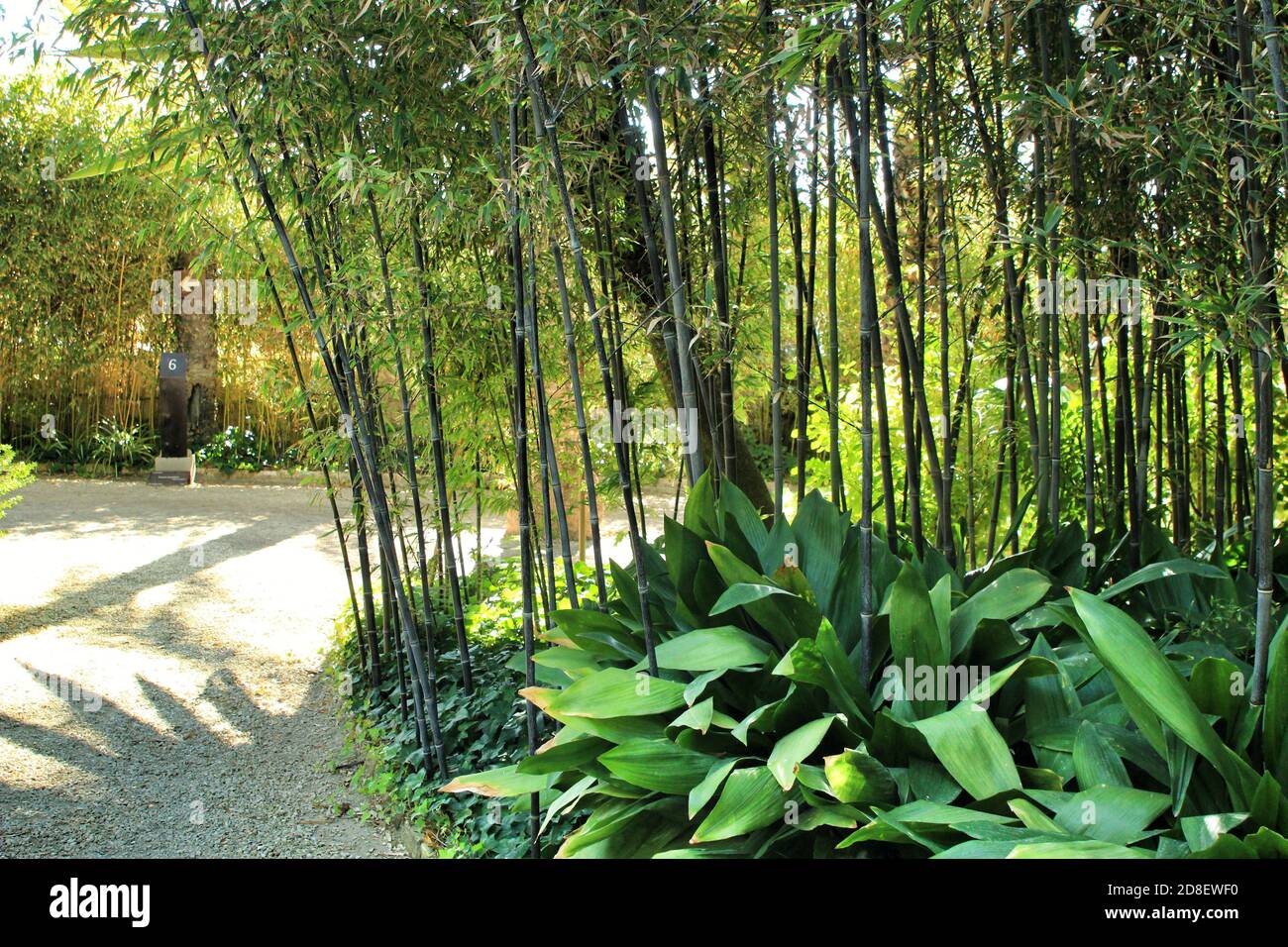 Beautiful Phyllostachys Nigra bamboo forest with Aspidistra Elatior