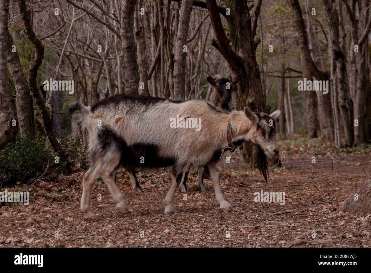 Goat In Forest Grazing trees farms hi-res stock photography and images - Alamy
