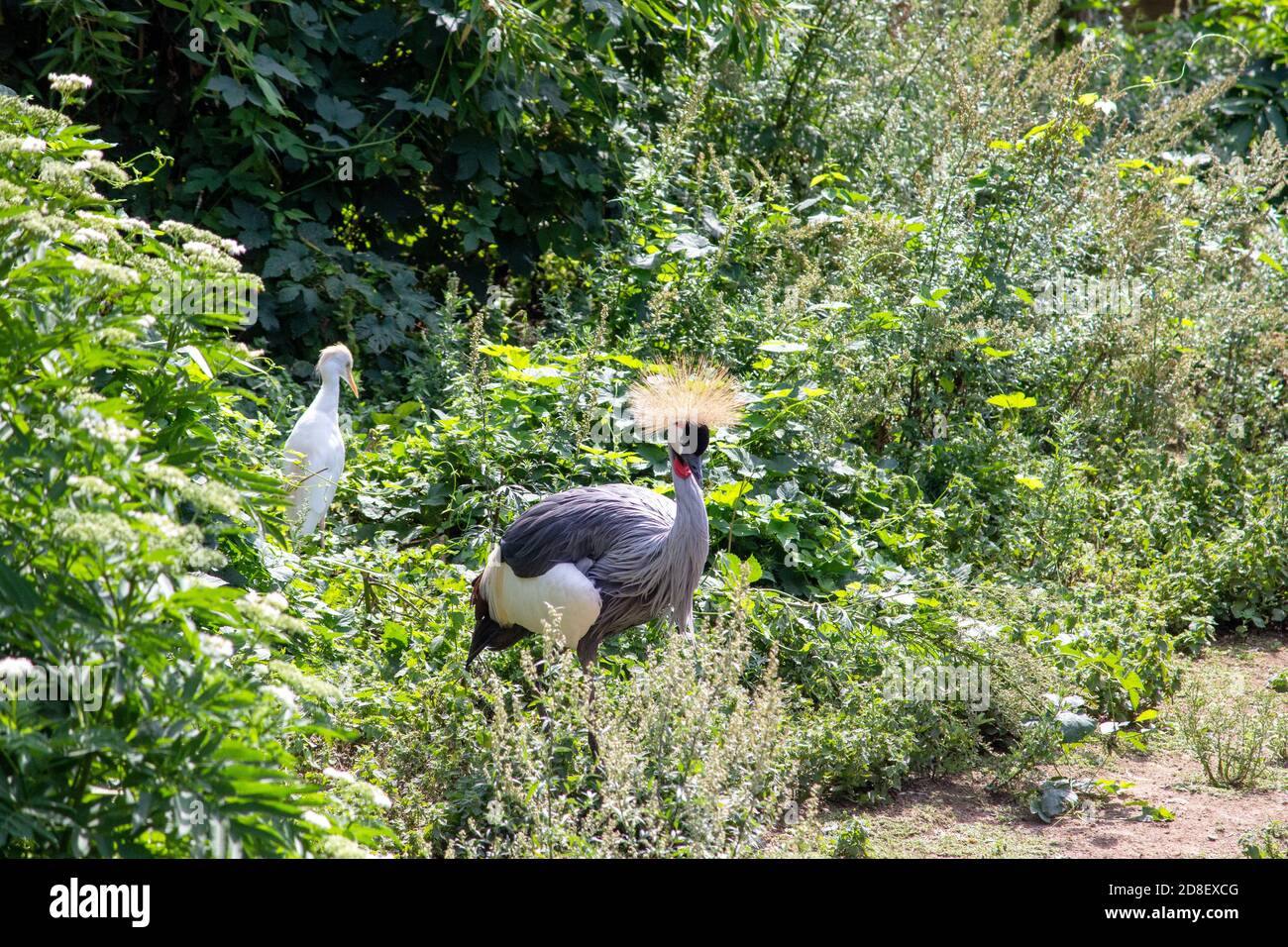 View of a Cattle egret and a crown crane proudly through high grass Stock Photo