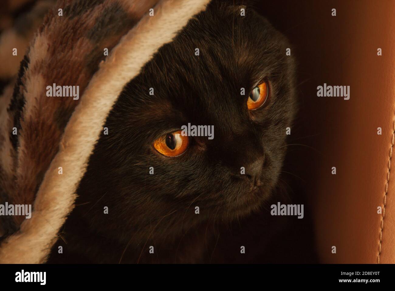 solid black scottishfold cat under the cozy fluffy rug. home evening comfort. orange warm light Stock Photo