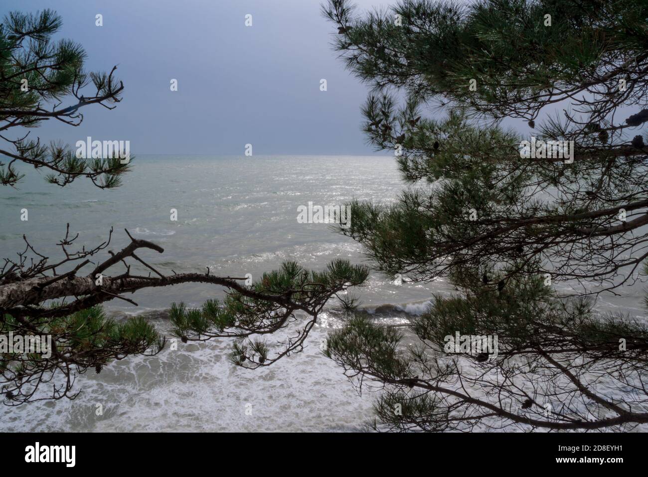 View of the stormy sea from the mountain through the pine branches Stock Photo