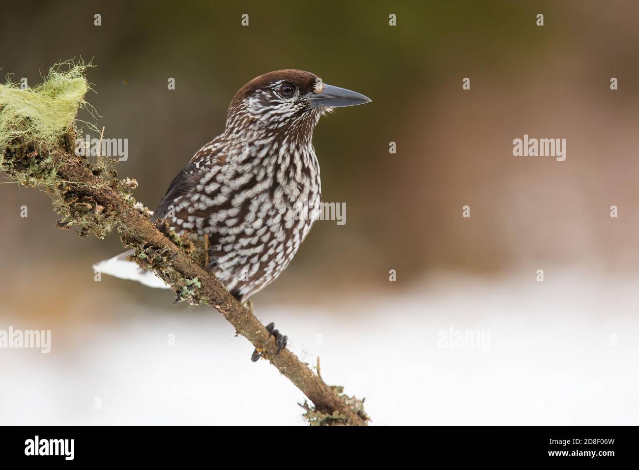 Spotted nutcracker sitting on branch in winter nature Stock Photo
