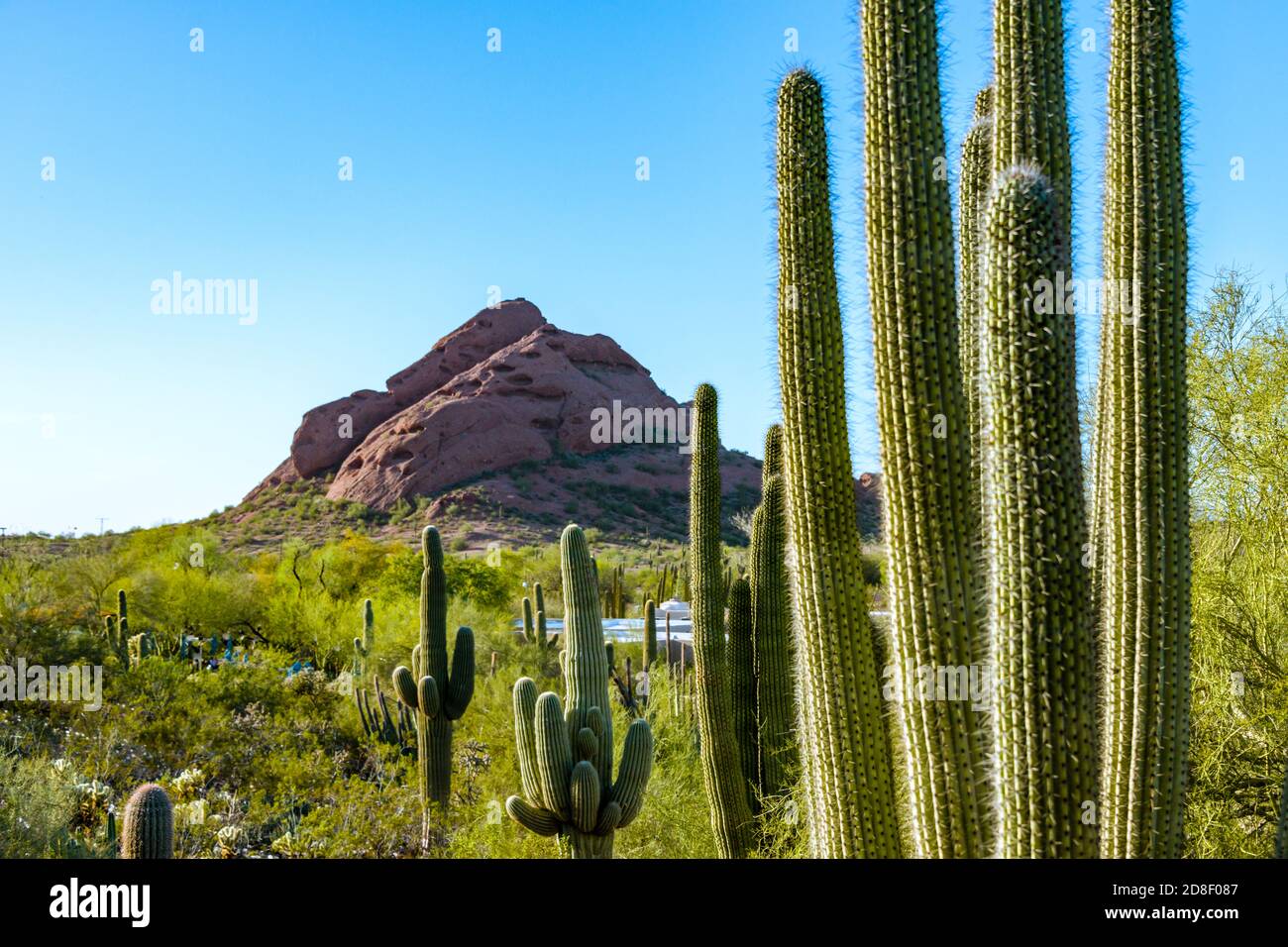 Desert Botanical Garden, Afternoon Vista of Cactus and Reddish Hills Stock Photo