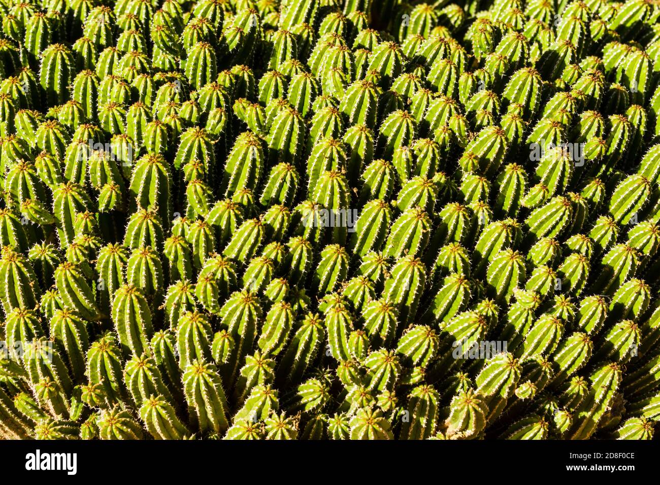 Desert Botanical Garden, Cactus Crowds Stock Photo