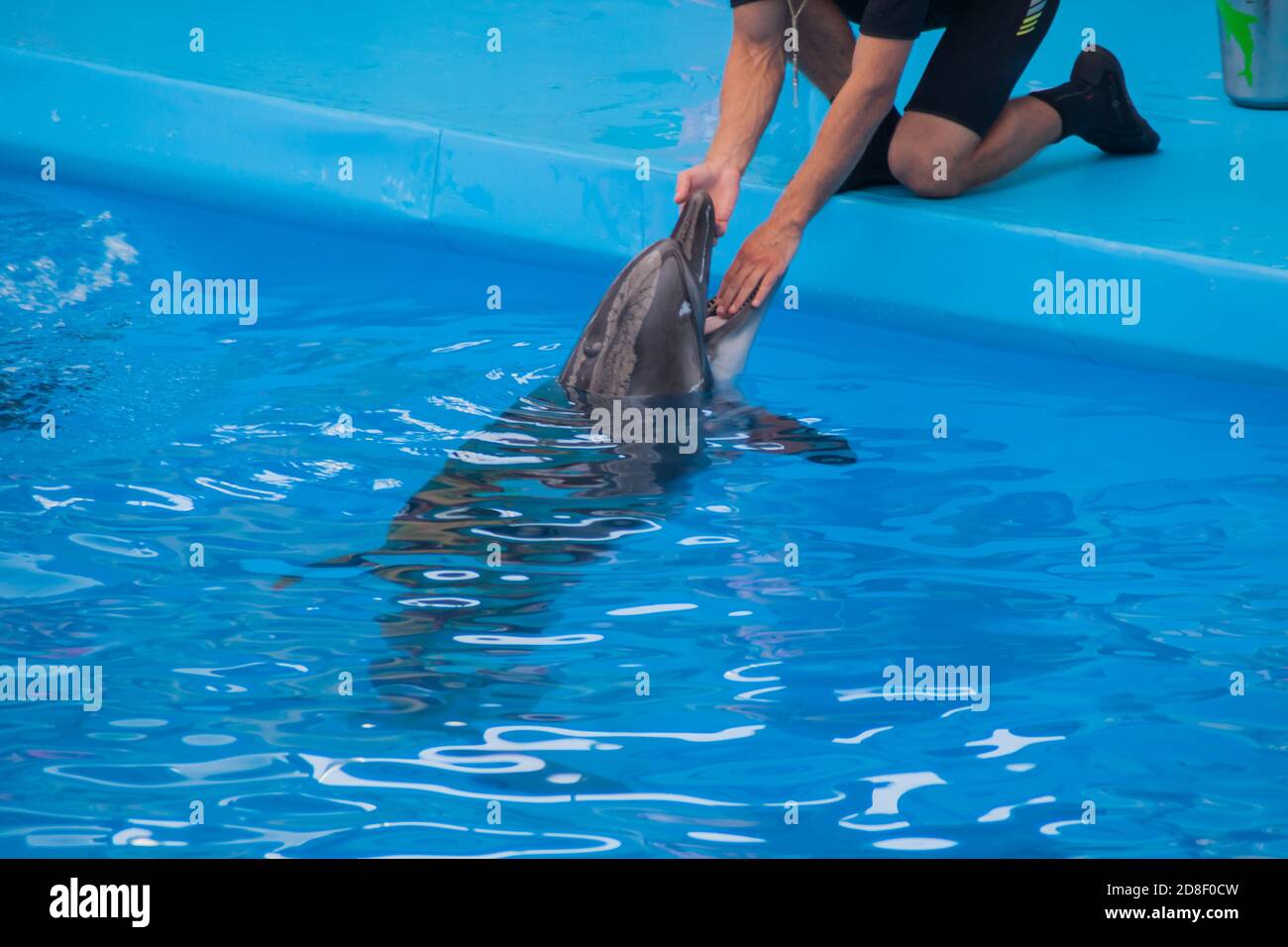 veterinarian examines a trained dolphin. a young white male vet put his hand in the mouth of a dolphin. veterinary medicine, treatment of marine wildlife. caring for animals. dental examination. Stock Photo