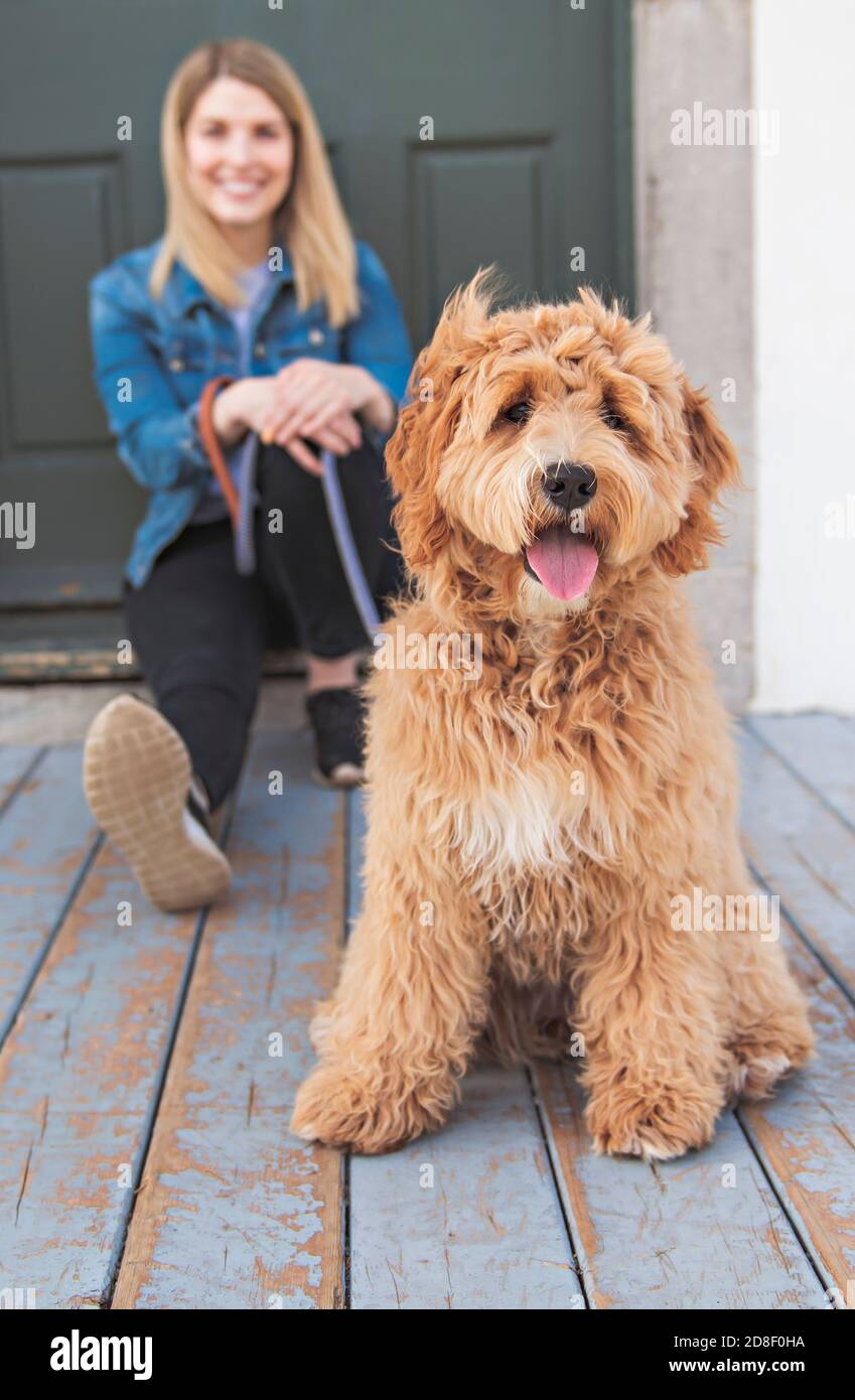 Labradoodle Dog and woman outside on balcony Stock Photo Alamy