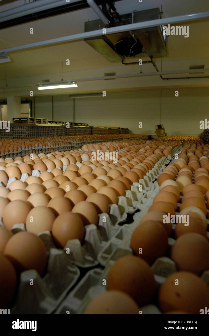 industrial processing of chicken eggs in a cold storage room Stock