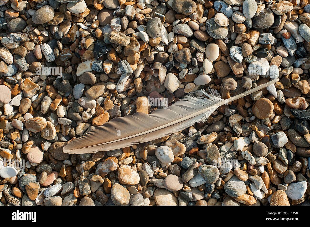 Gray Feather Lying on Stoney beach Stock Photo