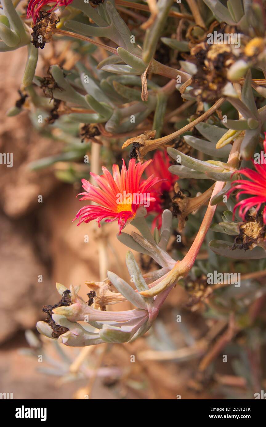 Vertical image of a branch of an invasive succulent plant such as cat's claw or Carpobrotus