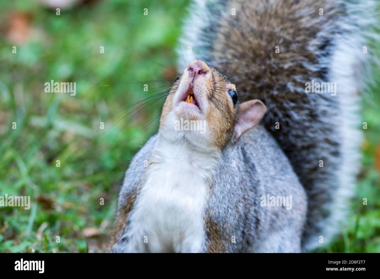 Eastern Gray Squirrel, Sciurus carolinensis, looking up showing teeth Stock Photo