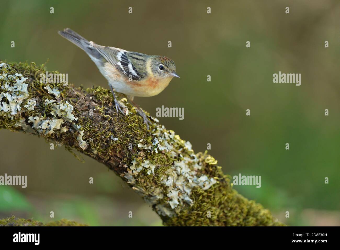 Bay-breasted Warbler (Dendroica castanea), female perched, South Padre Island, Texas, USA Stock Photo