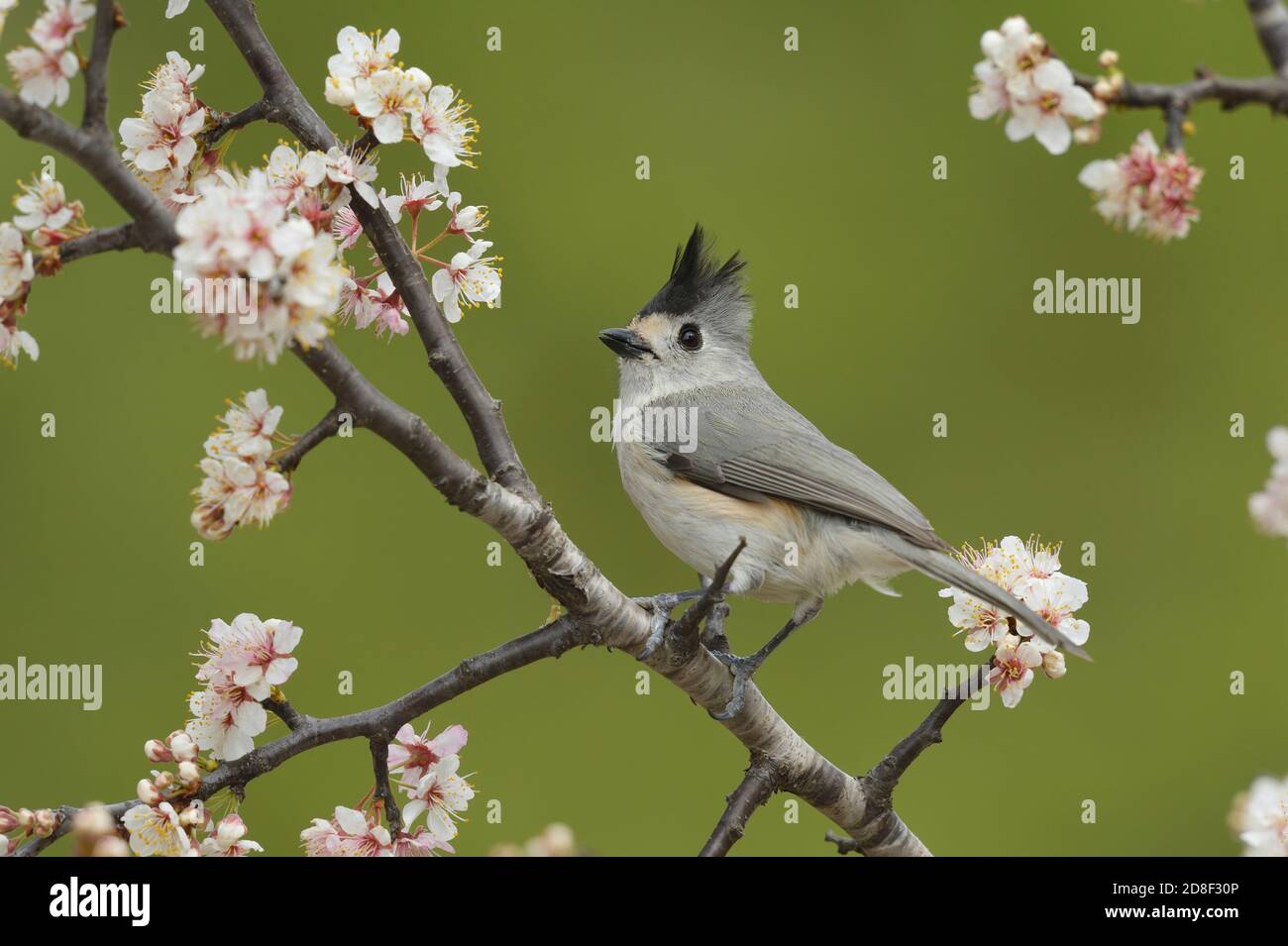 Black-crested Titmouse (Baeolophus atricristatus), adult perched on blooming Mexican Plum  (Prunus mexicana) , Hill Country, Central Texas, USA Stock Photo