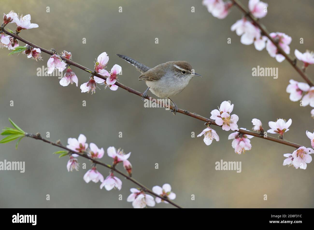 Bewick's Wren (Thryomanes bewickii), adult perched on blooming Peach tree (Prunus persica) , Hill Country, Central Texas, USA Stock Photo
