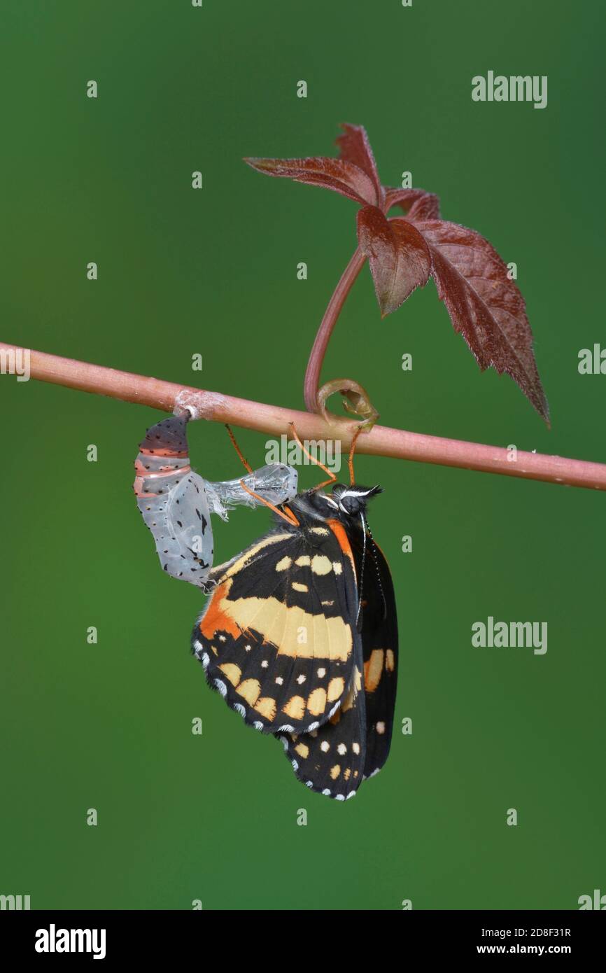 Bordered Patch (Chlosyne lacinia), butterfly expanding wings after emerging from chrysalis, series, Hill Country, Central Texas, USA Stock Photo