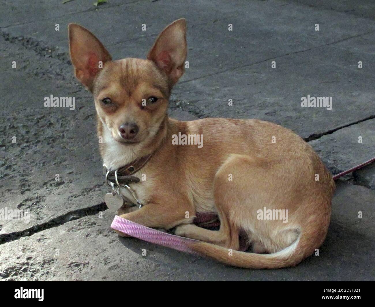 Chihuahua dog, Mexico Stock Photo - Alamy