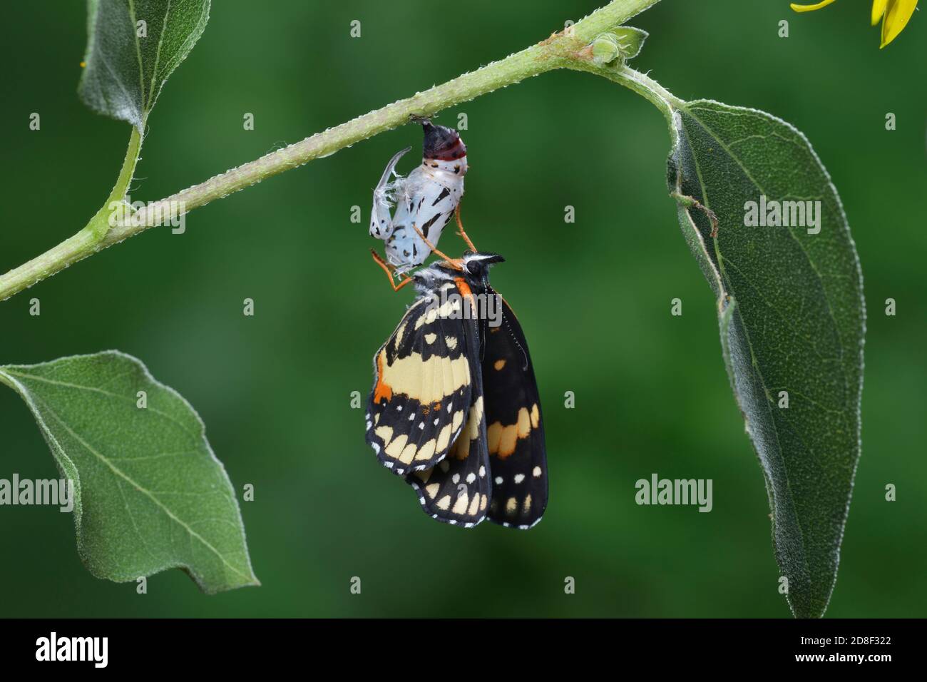 Bordered Patch (Chlosyne lacinia), butterfly expanding wings after emerging from chrysalis, series, Hill Country, Central Texas, USA Stock Photo