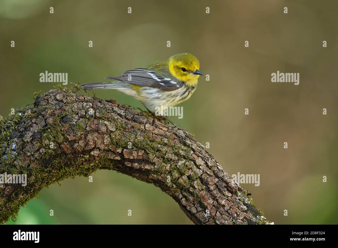 Black-throated Green Warbler (Dendroica virens), female, outh Padre Island, Texas, USA Stock Photo