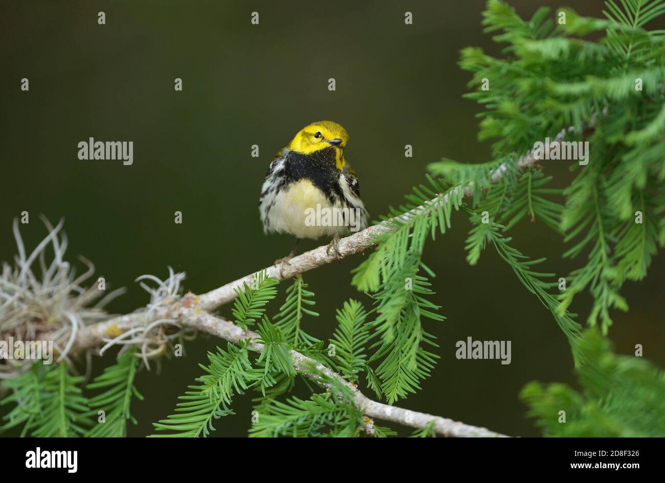 Black-throated Green Warbler (Dendroica virens), male, South Padre Island, Texas, USA Stock Photo