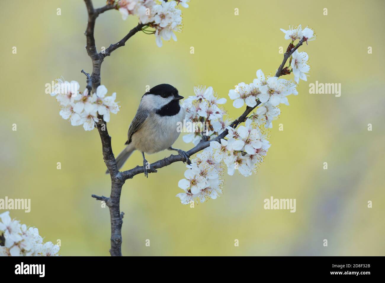 Carolina Chickadee (Poecile carolinensis), adult perched on blooming Mexican Plum (Prunus mexicana), Hill Country, Central Texas, USA Stock Photo