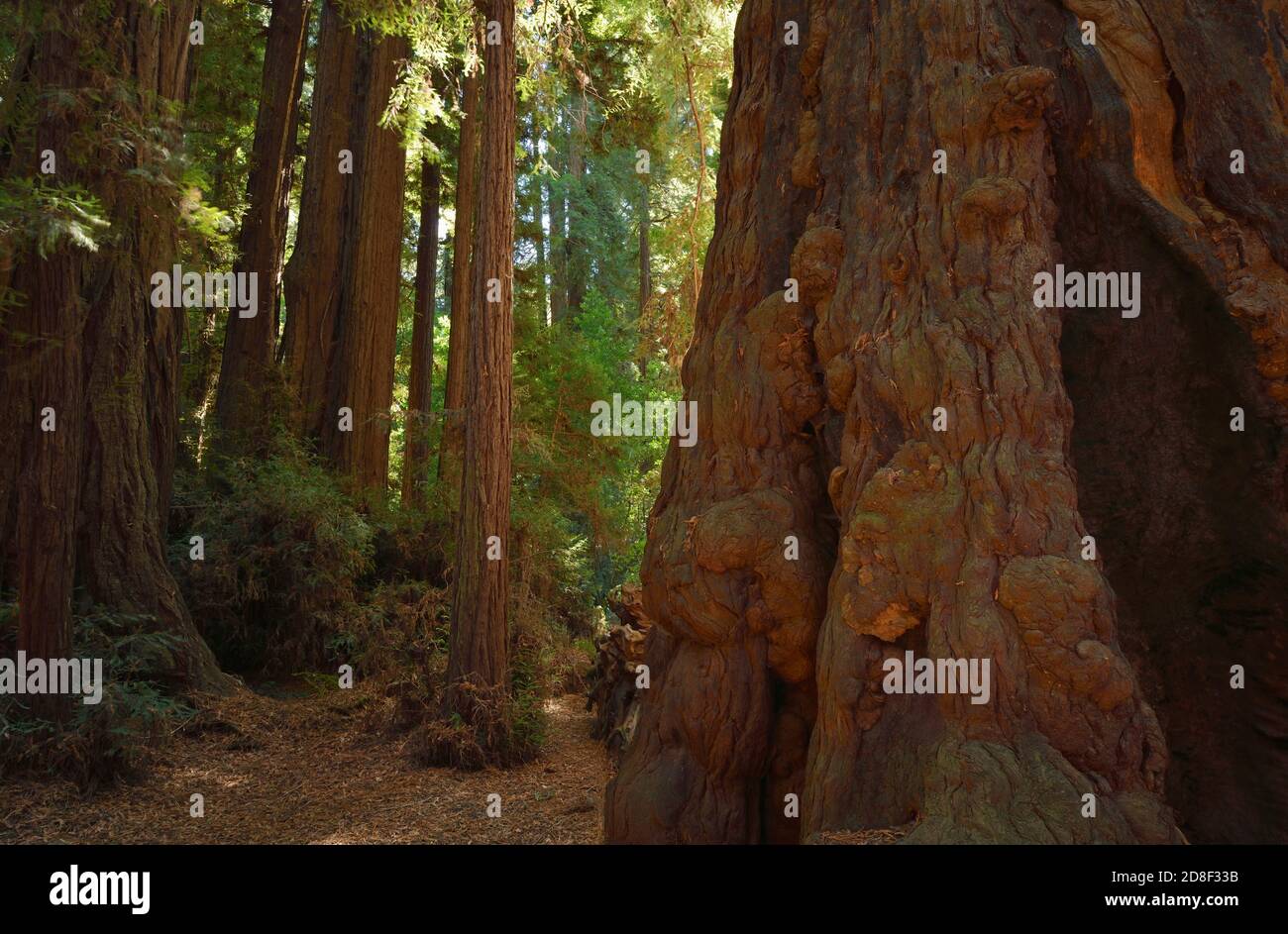 Coast redwood (Sequoia sempervirens), Henry Cowell Redwoods  State Park, California, USA Stock Photo