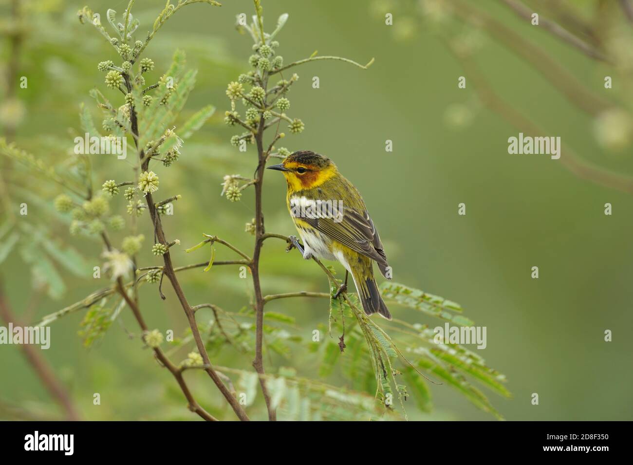 Cape May Warbler (Dendroica tigrina), male, South Padre Island, Texas, USA Stock Photo