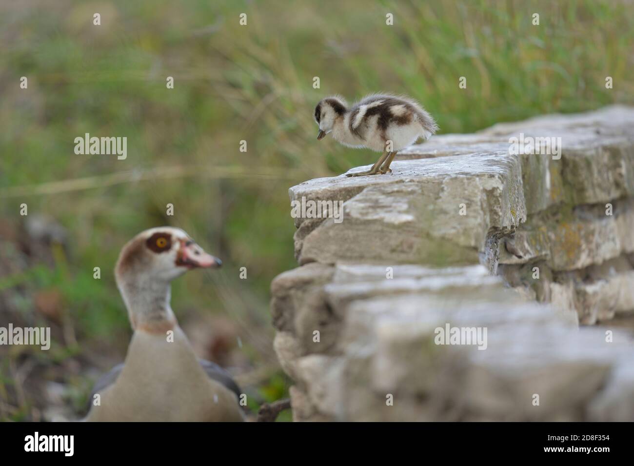 Egyptian Goose (Alopochen aegyptiaca), adult with chicks, Hill Country, Central Texas, USA Stock Photo