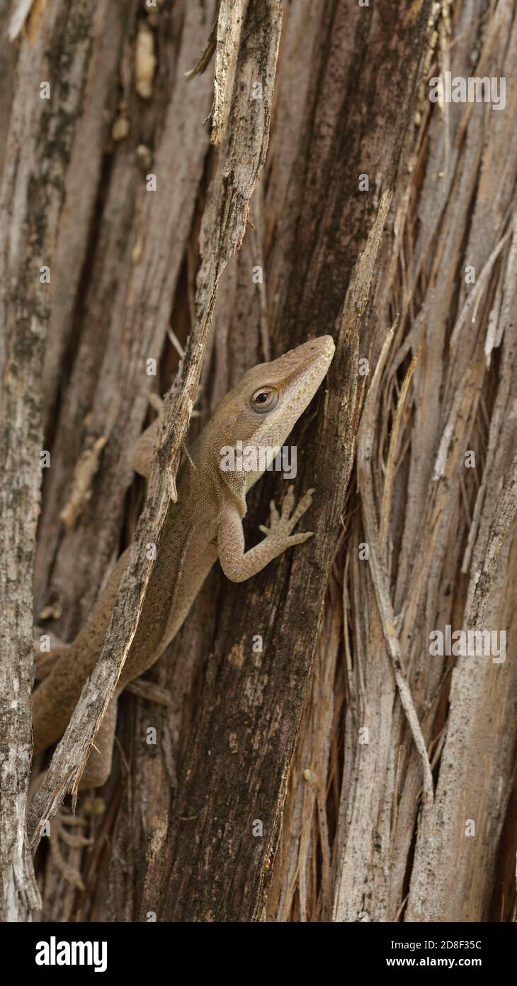 Green Anole (Anolis carolinensis), adult hiding in ceder tree bark, Hill Country, Central Texas, USA Stock Photo