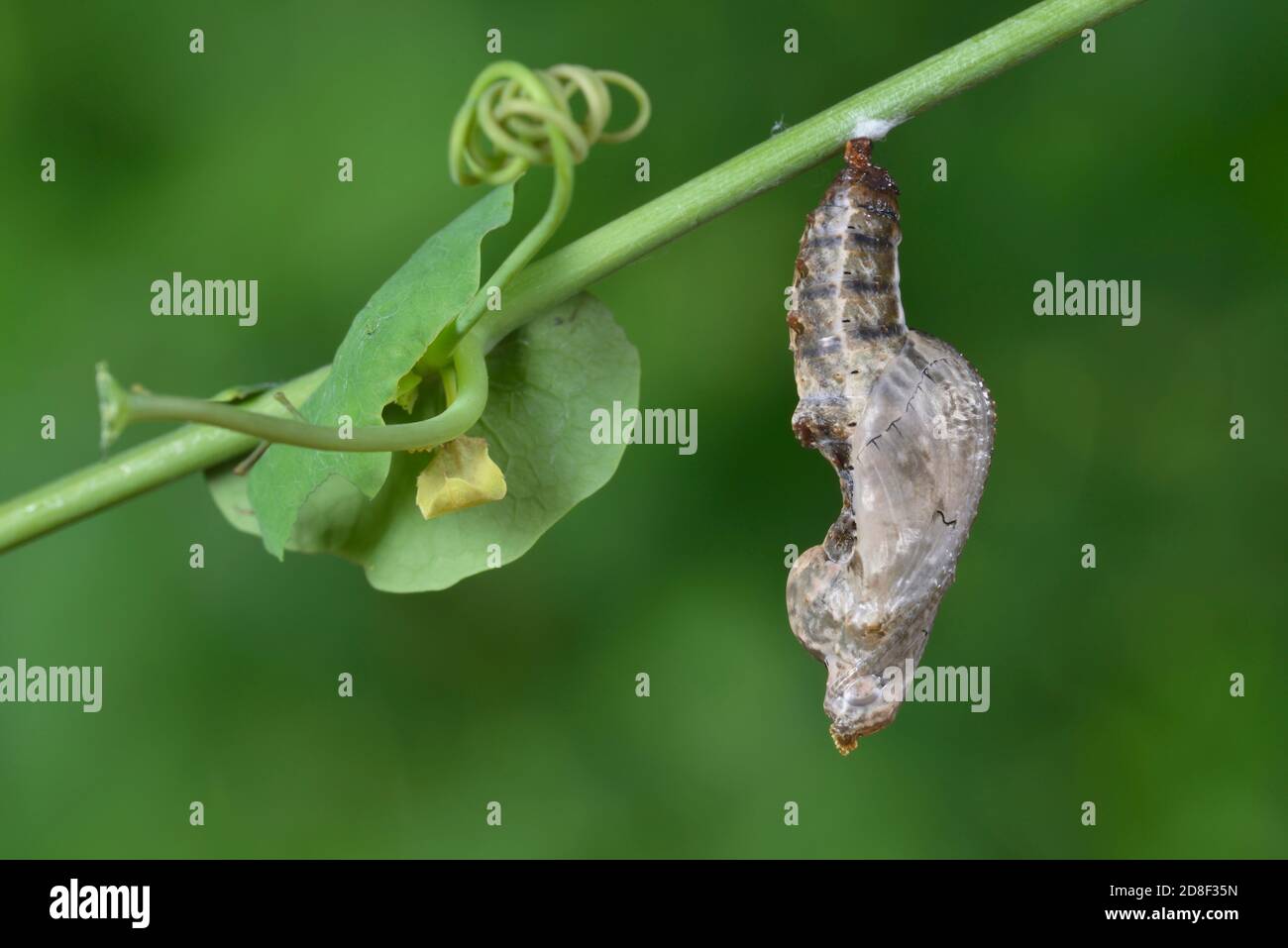 Gulf Fritillary (Agraulis vanillae), caterpillar pupating, series, Hill Country, Central Texas, USA Stock Photo