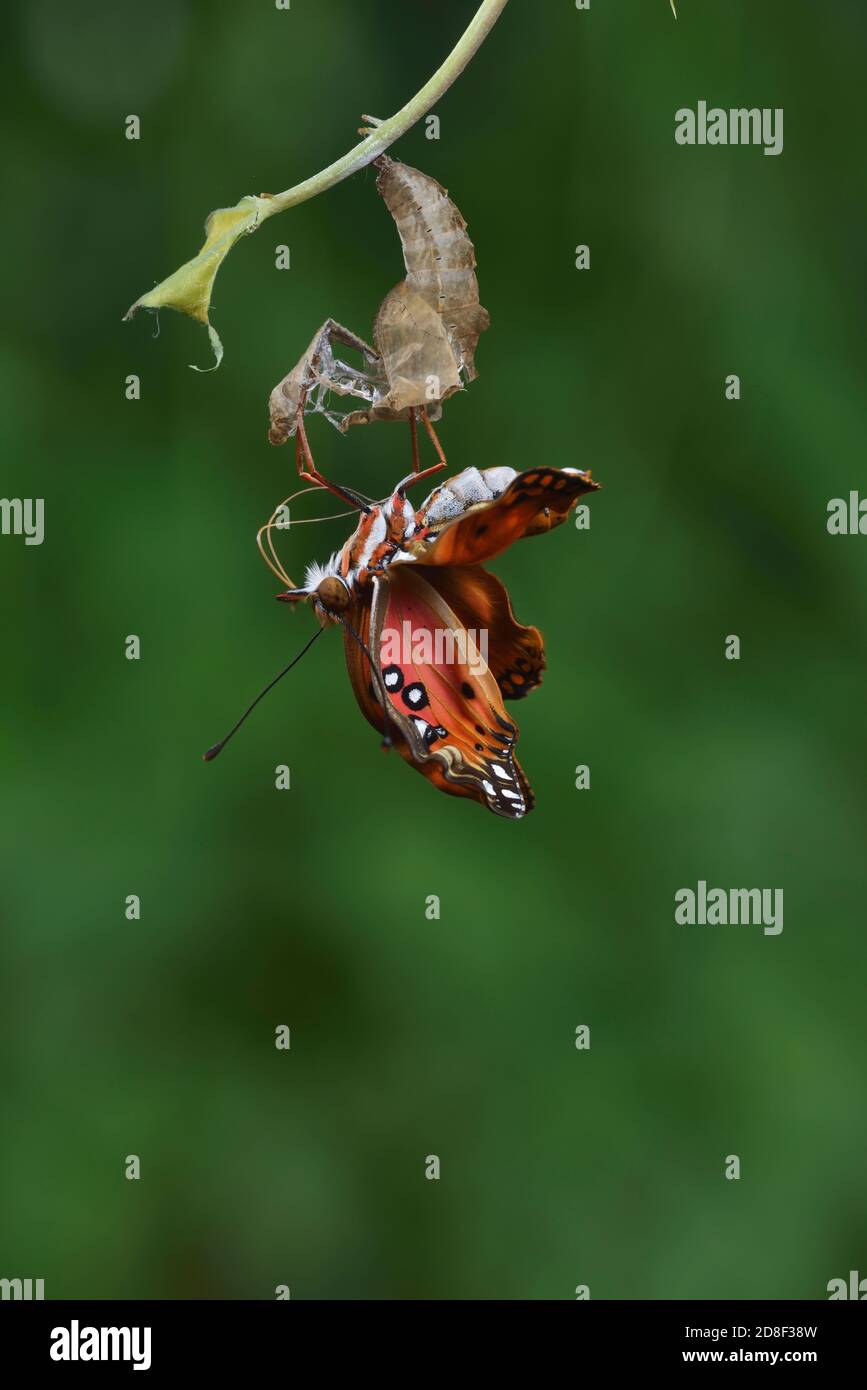 Gulf Fritillary (Agraulis vanillae), butterfly expanding wings after  emerging from chrysalis, series, Hill Country, Central Texas, USA Stock Photo