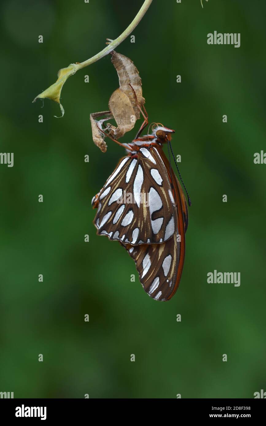 Gulf Fritillary (Agraulis vanillae), butterfly expanding wings after  emerging from chrysalis, series, Hill Country, Central Texas, USA Stock Photo