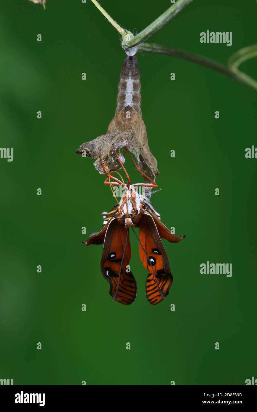 Gulf Fritillary (Agraulis vanillae), butterfly expanding wings after  emerging from chrysalis, series, Hill Country, Central Texas, USA Stock Photo