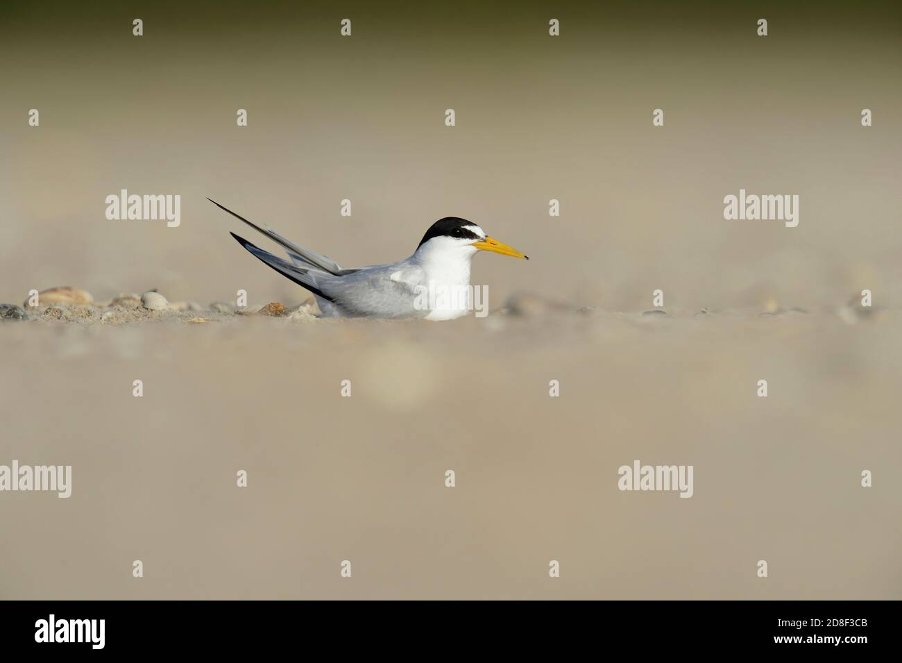 Least Tern (Sterna antillarum), adult sitting on nest, South Padre Island, Texas, USA Stock Photo