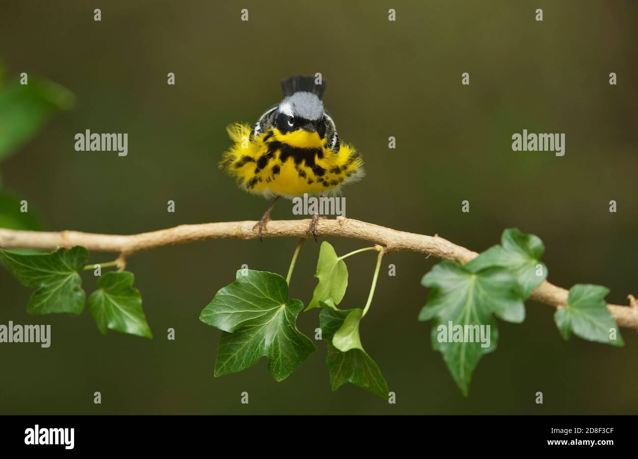 Magnolia Warbler (Dendroica magnolia), adult male, South Padre Island, Texas, USA Stock Photo