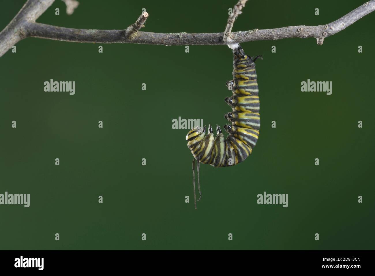 Monarch (Danaus plexippus), caterpillar pupating, series, Hill Country, Central Texas, USA Stock Photo