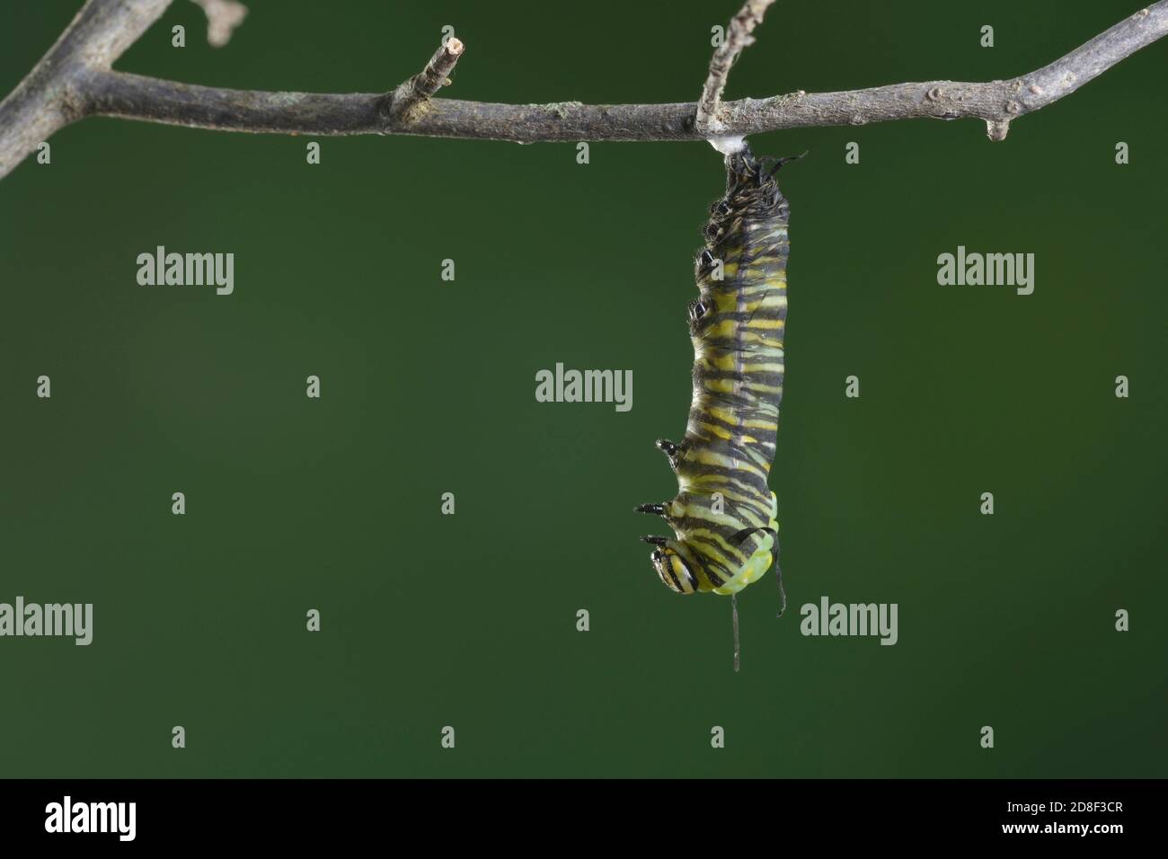 Monarch (Danaus plexippus), caterpillar pupating, series, Hill Country, Central Texas, USA Stock Photo