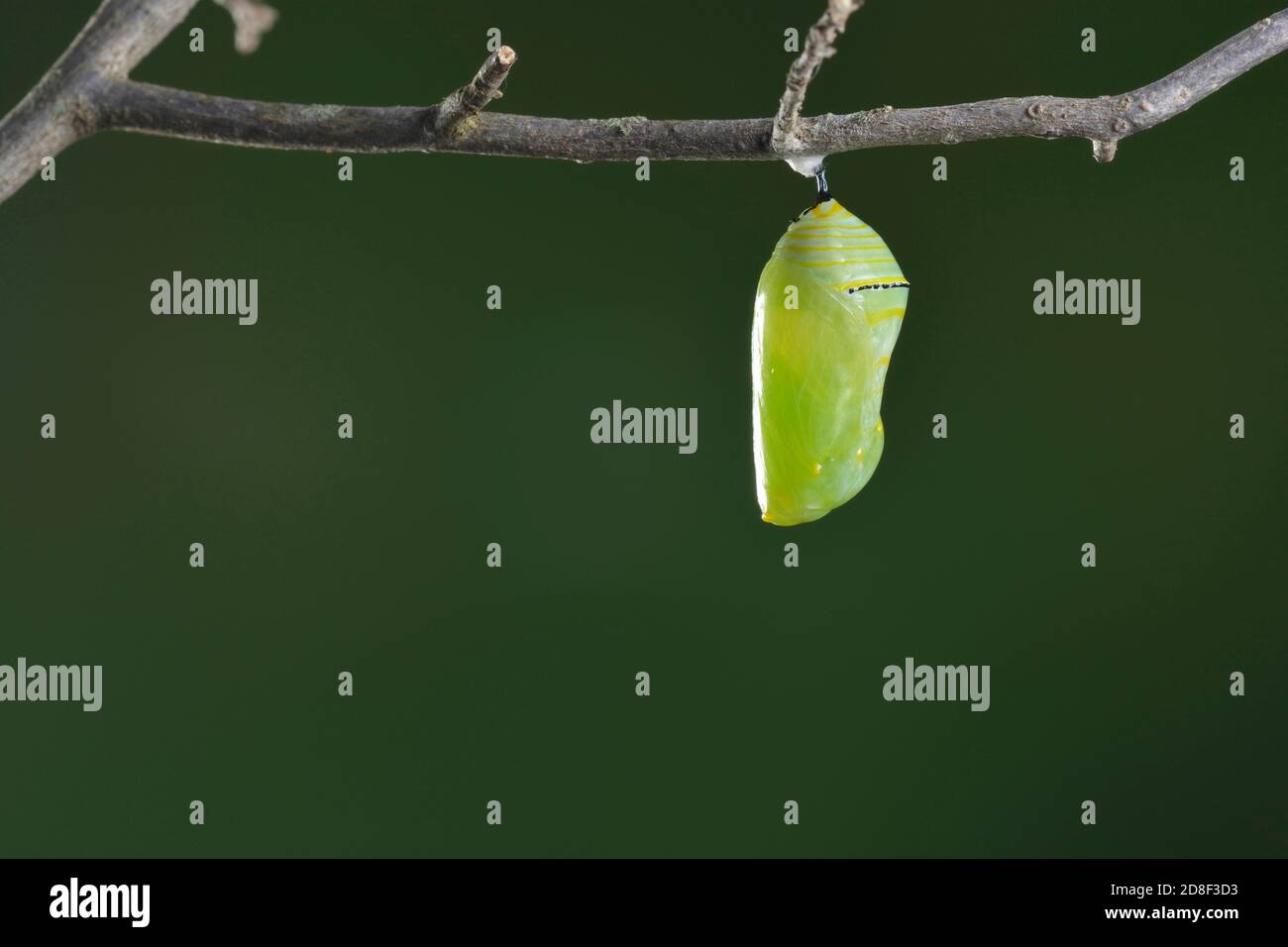 Monarch (Danaus plexippus), caterpillar pupating, series, Hill Country, Central Texas, USA Stock Photo