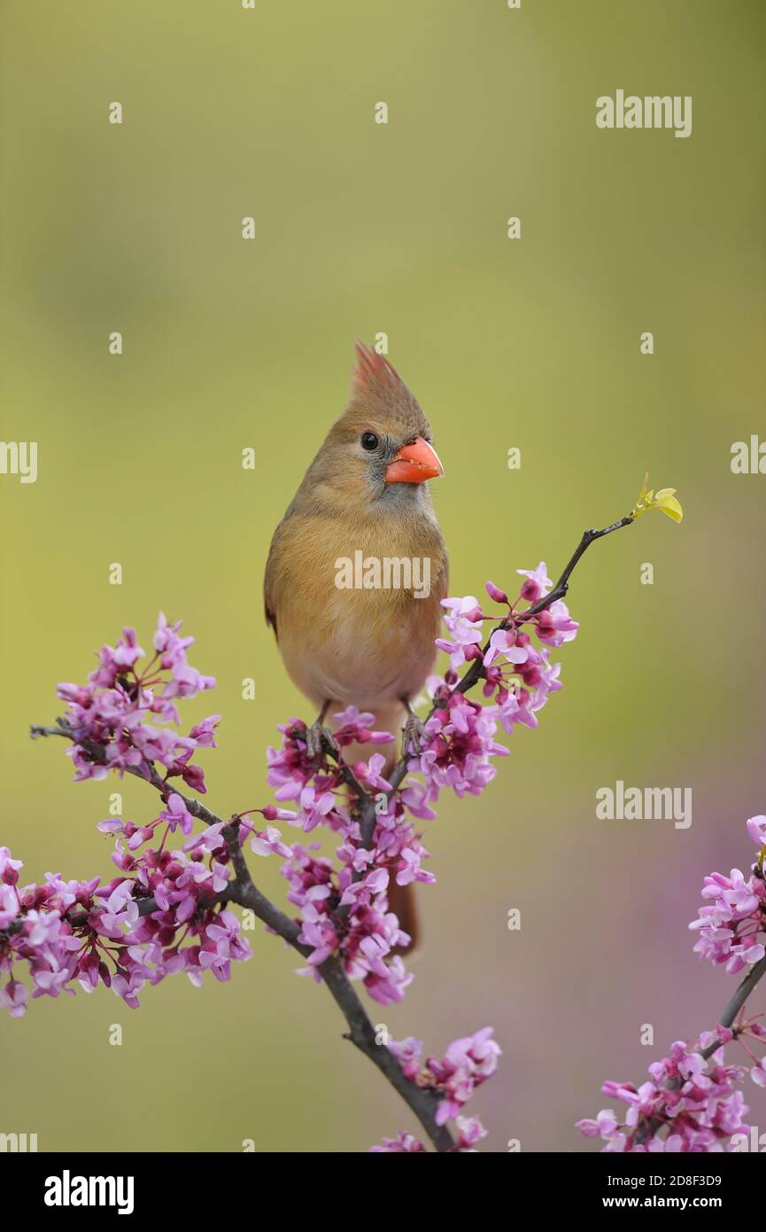 Northern Cardinal ( Cardinalis cardinalis), adult female perched on blooming Eastern Redbud (Cercis canadensis), Hill Country, Central Texas, USA Stock Photo
