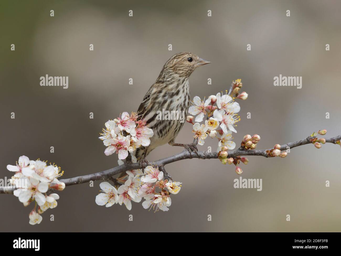 Pine Siskin (Carduelis pinus), adult perched on blooming Mexican Plum  (Prunus mexicana), Hill Country, Central Texas, USA Stock Photo