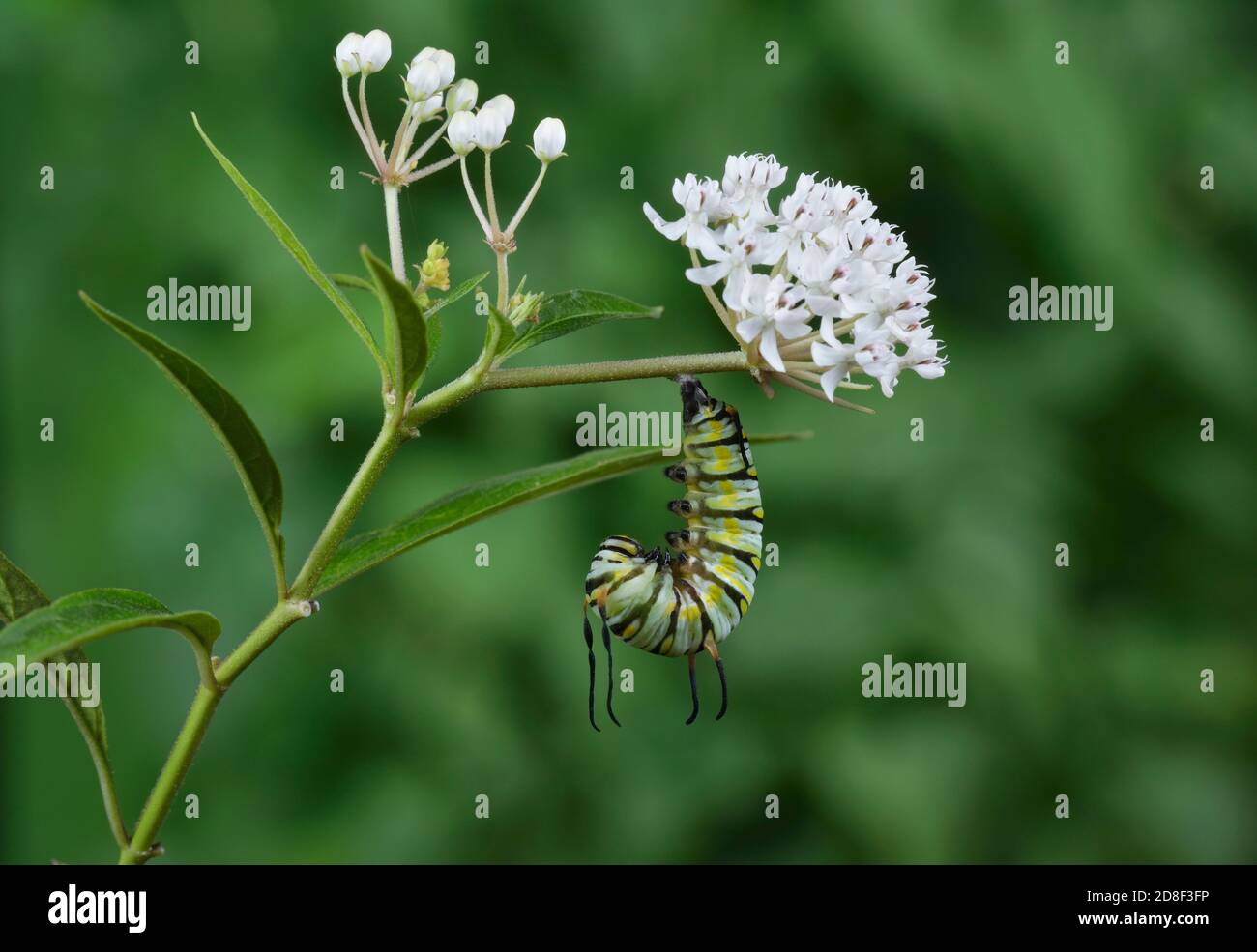 Queen (Danaus gilippus), caterpillar pupating on Aquatic Milkweed (Asclepias perennis), series, Hill Country, Central Texas, USA Stock Photo
