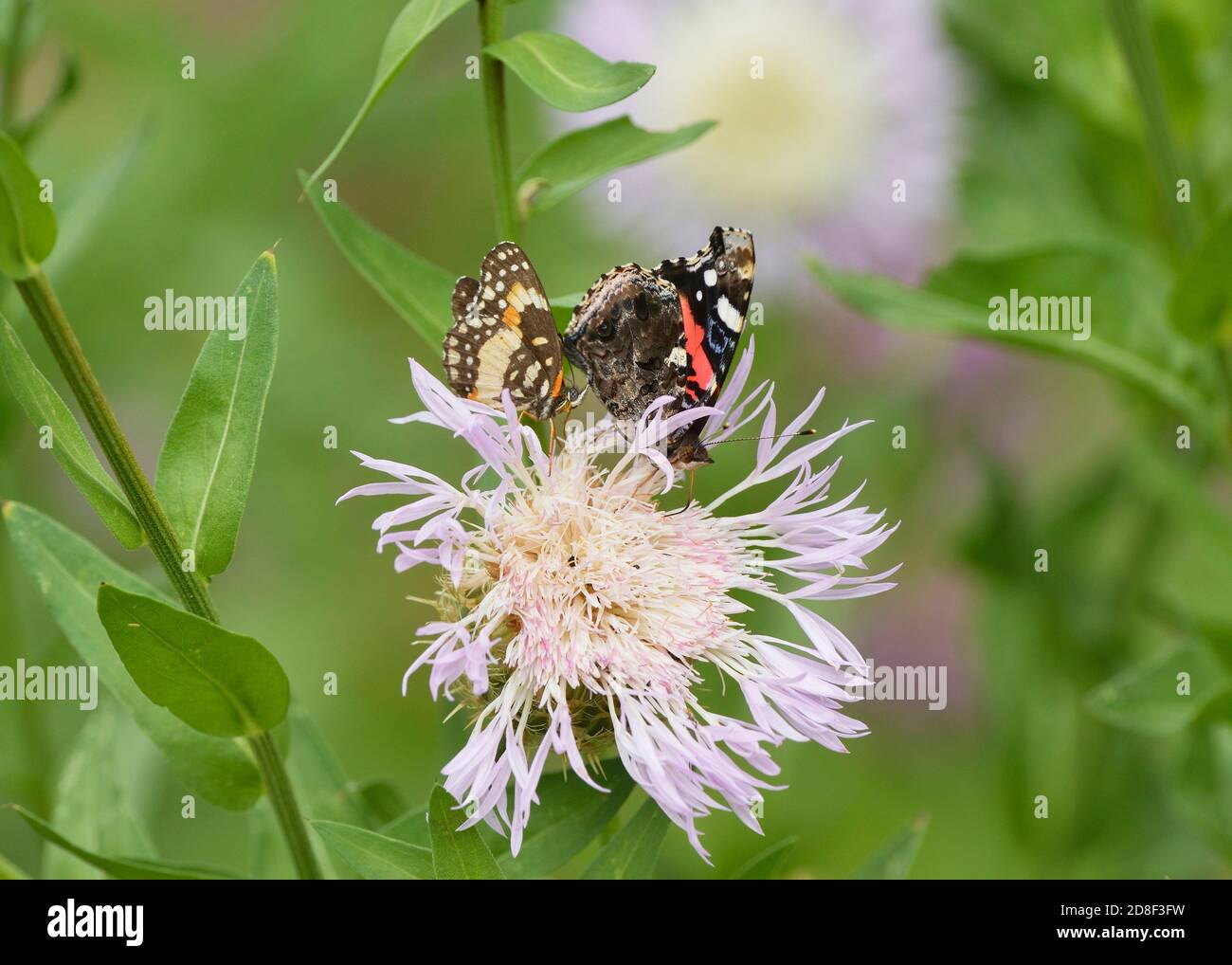Red Admiral (Vanessa atalanta), adult and Bordered Patch (Chlosyne lacinia) feeding from American basket-flower (Centaurea americana), Hill Country, C Stock Photo