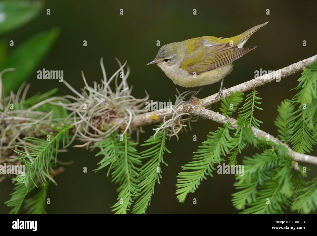 Tennessee Warbler (Vermivora peregrina), adult perched, South Padre Island, Texas, USA Stock Photo